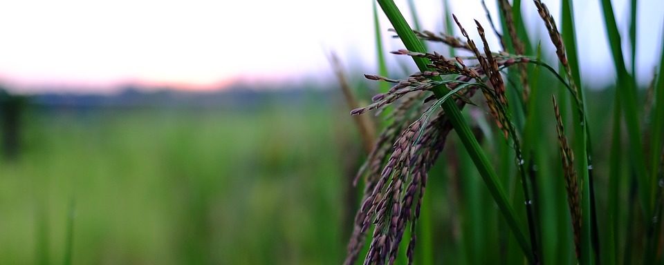 Die Reispflanze – Ursprung des Hauptnahrungsmittels für 107 Mio. Filipin@s © https://www.maxpixel.net/Organic-Rice-Food-2411088