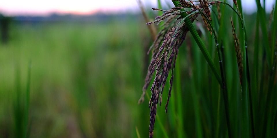 Die Reispflanze – Ursprung des Hauptnahrungsmittels für 107 Mio. Filipin@s © https://www.maxpixel.net/Organic-Rice-Food-2411088
