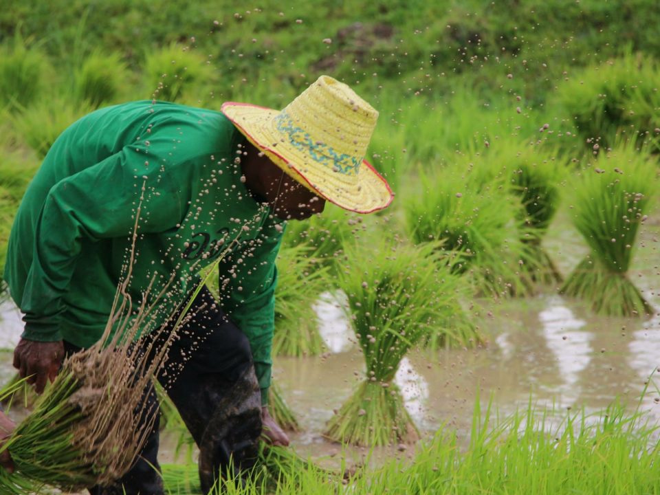 Reisbauern bei der Entwurzelung von Jungpflanzen © AMRU Rice