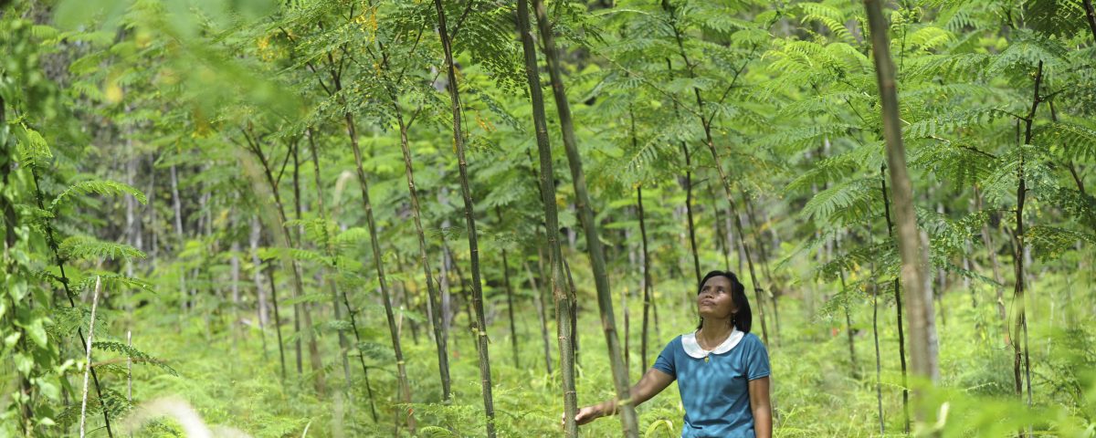 Einjährige Sengon-Bäume in Indonesien © Christof Krackhardt