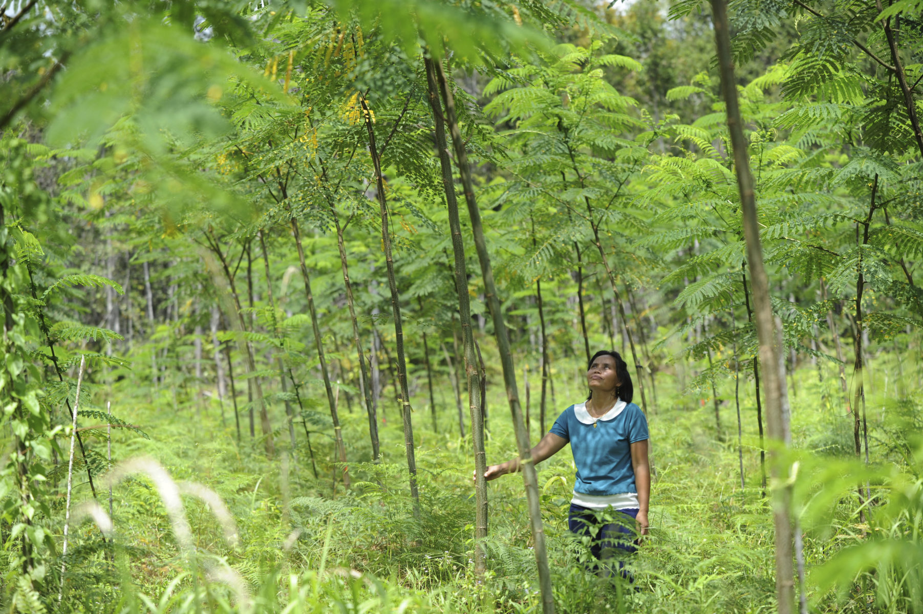 Einjährige Sengon-Bäume in Indonesien © Christof Krackhardt