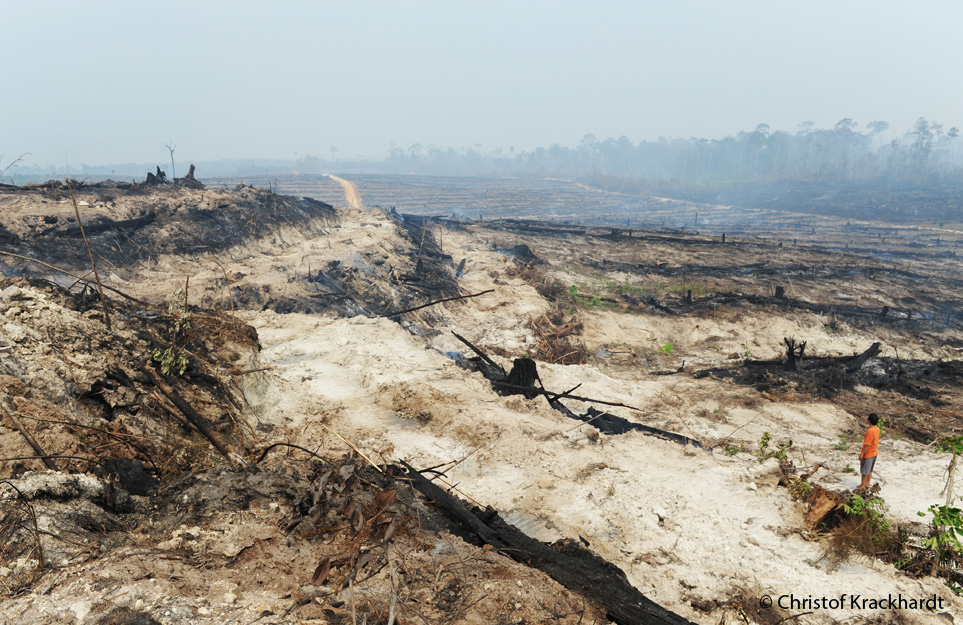 Abrodung von Flächen zum Anbau von Ölpalmen © Christof Krackhardt