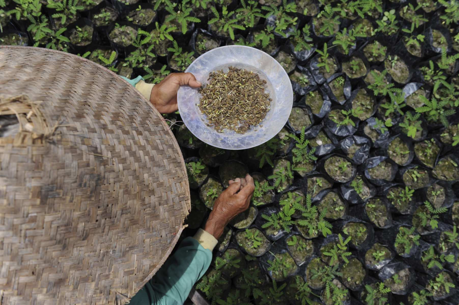 Setzlinge in der Baumschule © Christof Krackhardt