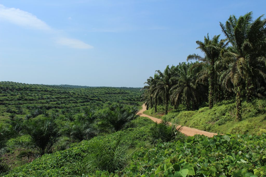 Palmöl - Imke Rödel