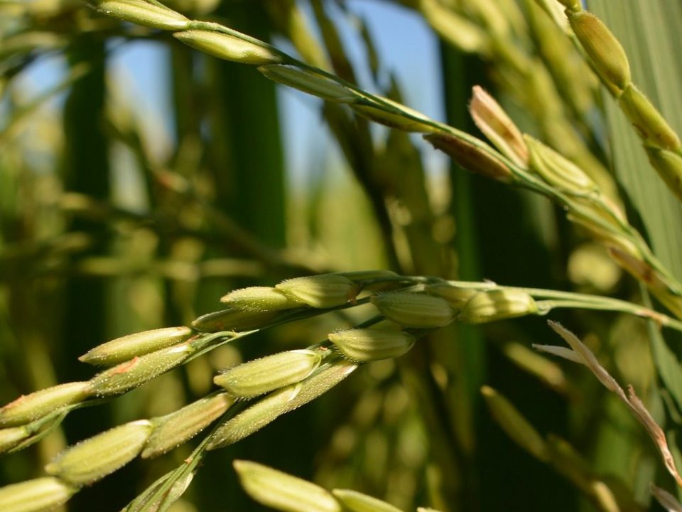 Reis - ein Hauptnahrungsmittel in den Philippinen © Pixabay