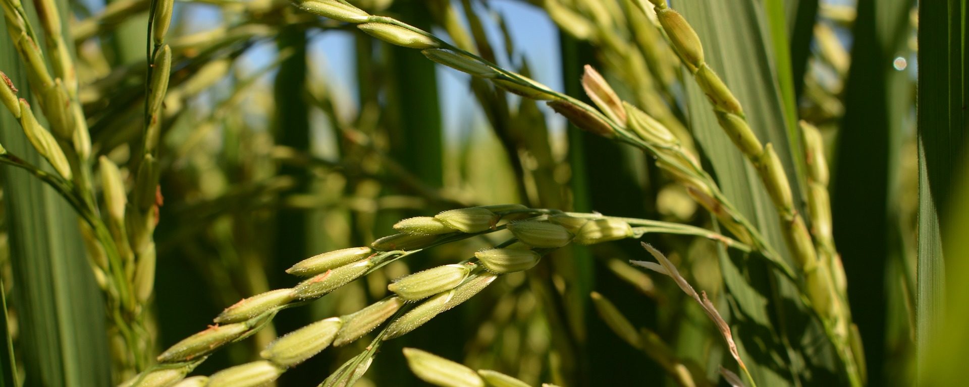 Reis - ein Hauptnahrungsmittel in den Philippinen © Pixabay