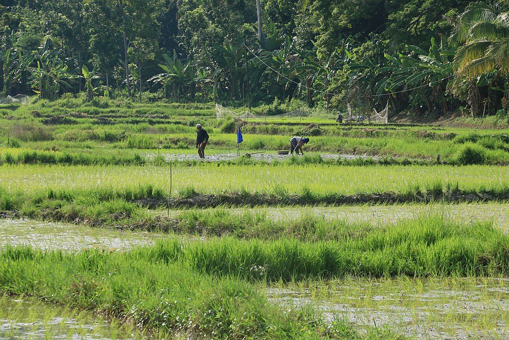 Reisfeld in Bohol, Philippinen © Wikimedia