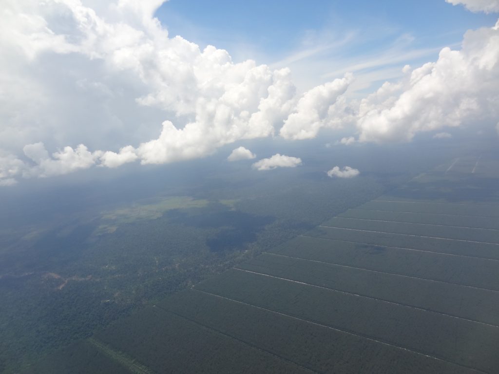 Palmöl - Yvonne Kunz