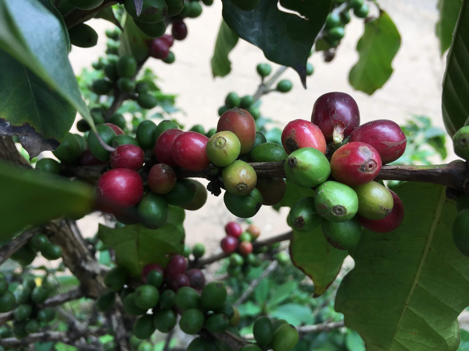 Aus diesen roten Bohnen wird später Kaffee © Eva Kunkel