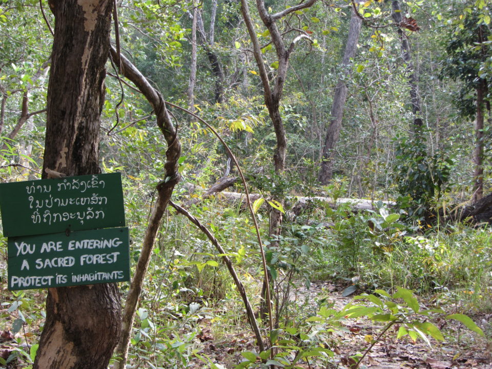 Eingang zum Heiligen Wald Dong Sakee © Michael Kleinod