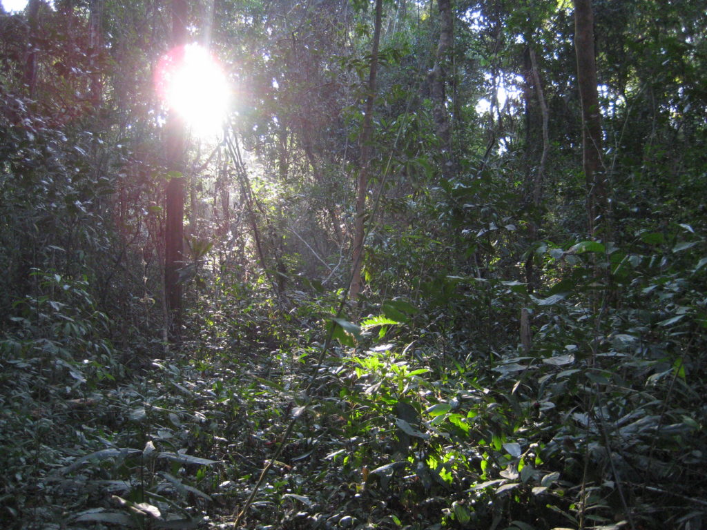 Im Land der Bang Bot, der Heilige Wald Dong Sakee © Michael Kleinod