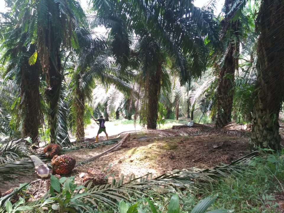 Erntearbeiter versuchen, einen Fruchtstand loszuschneiden © Rizal Assalam