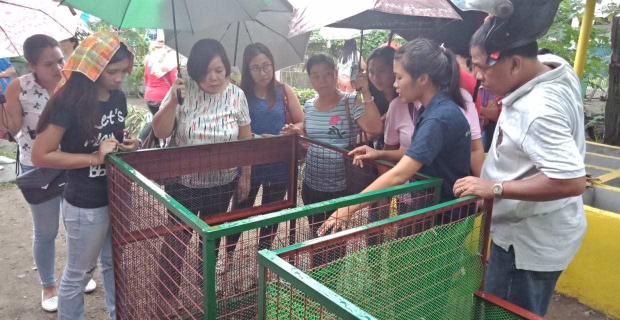 Box-Kompostierung in Tacloban City © Mother Earth Foundation