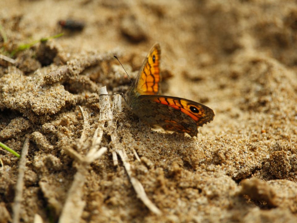 © Pixabay User 3527861