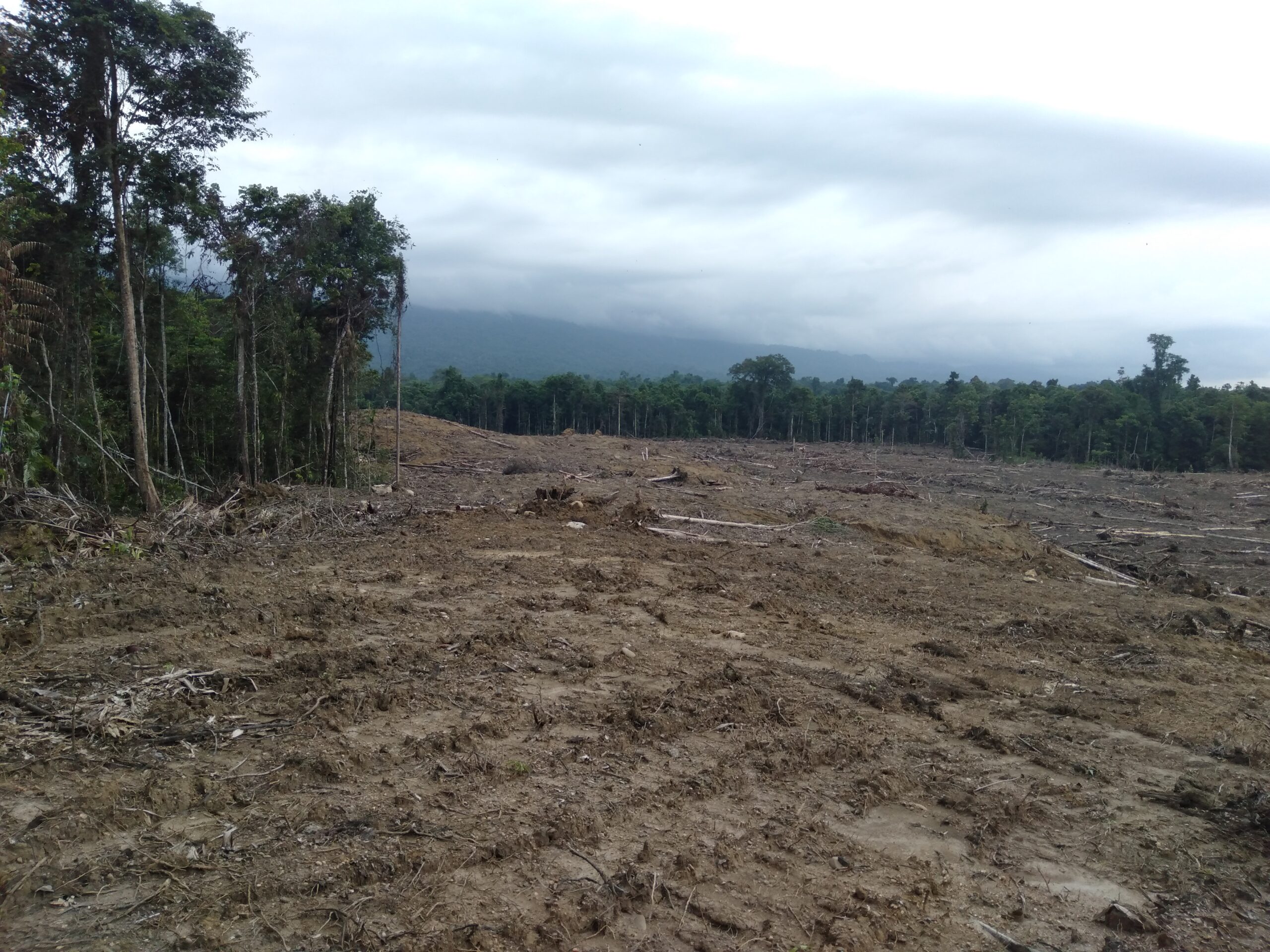 Indonesien, Abholzung Regenwald, Palmöl © Harun Rumbarar