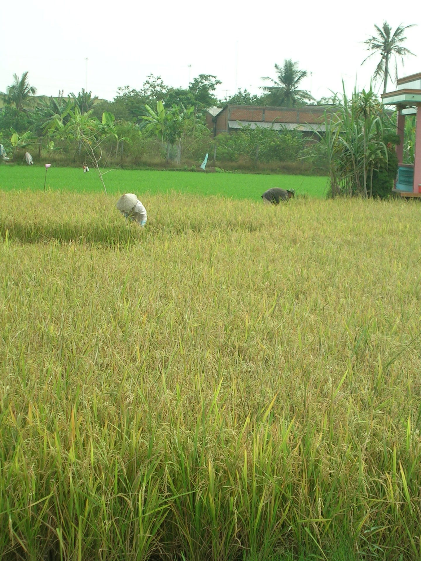 Vietnam versinkendes Mekondelta