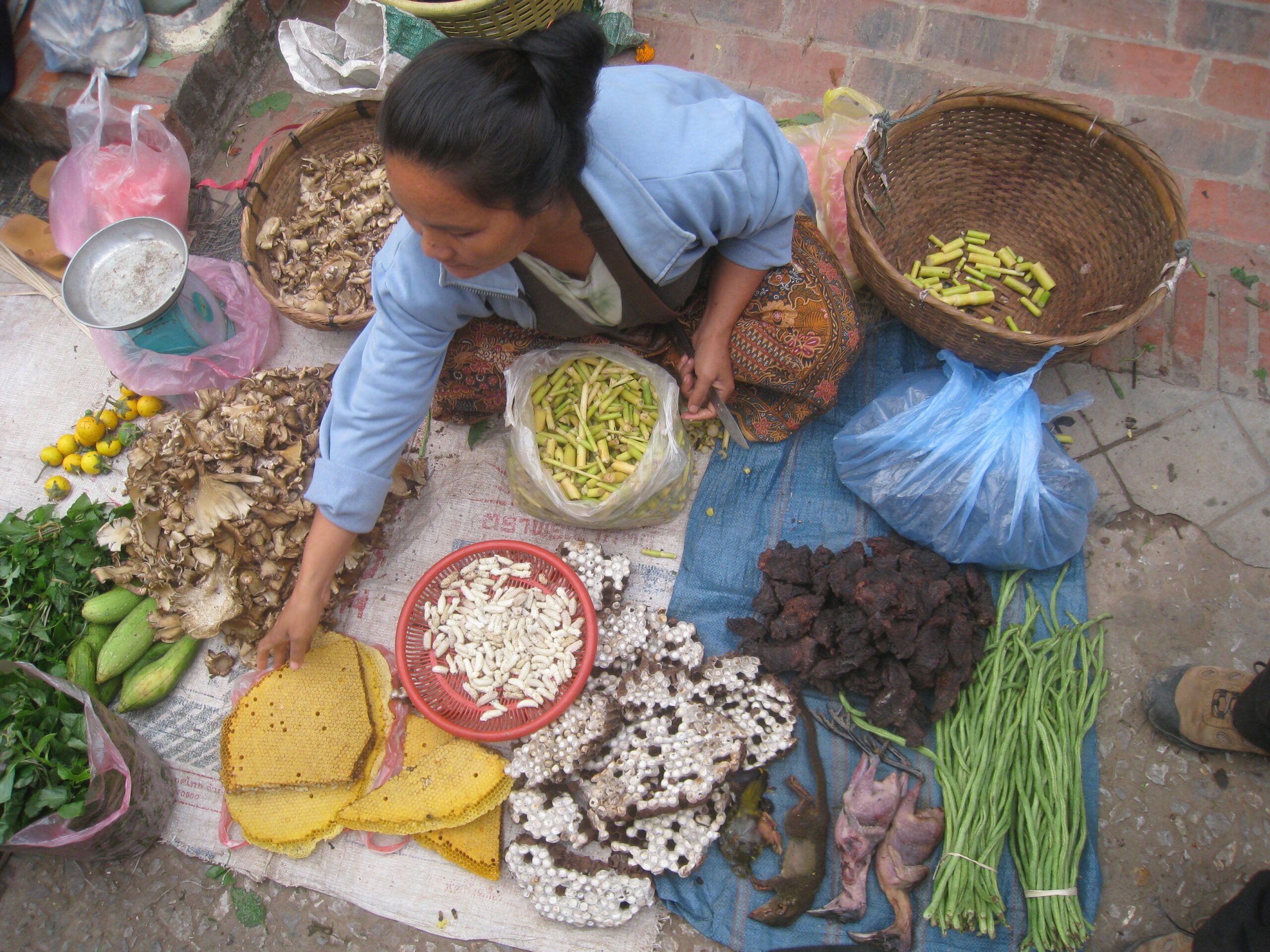Thailand Insekten Welthunger