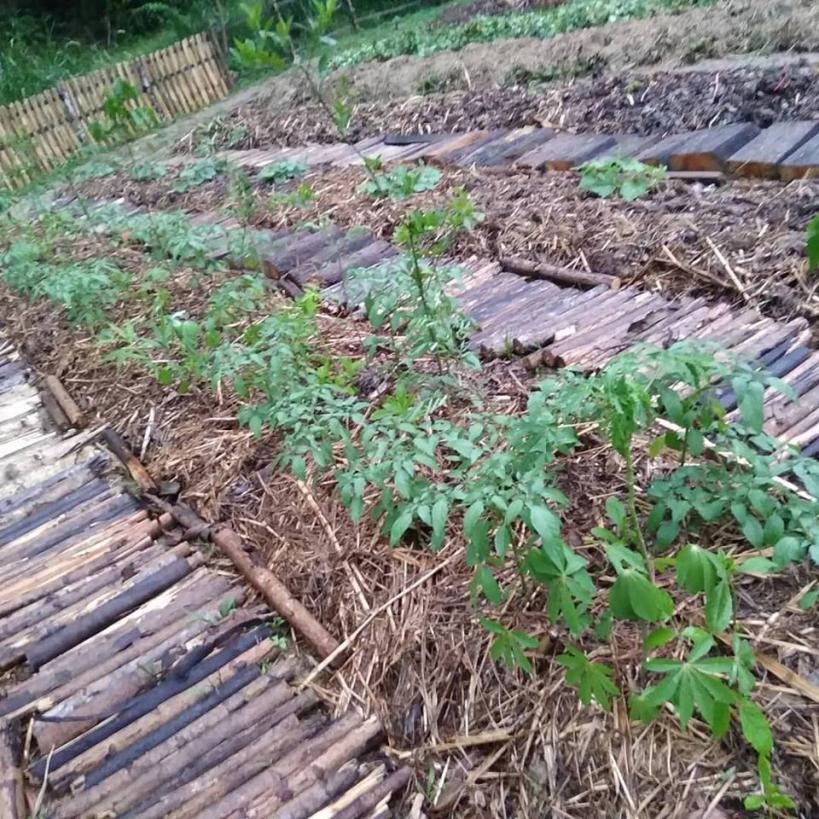 Malaysia Selbstversorgung Permakultur