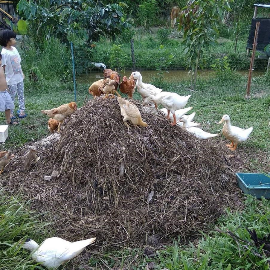 Malaysia Selbstversorgung Permakultur