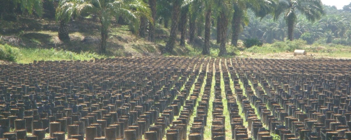 Indonesien Palmöl