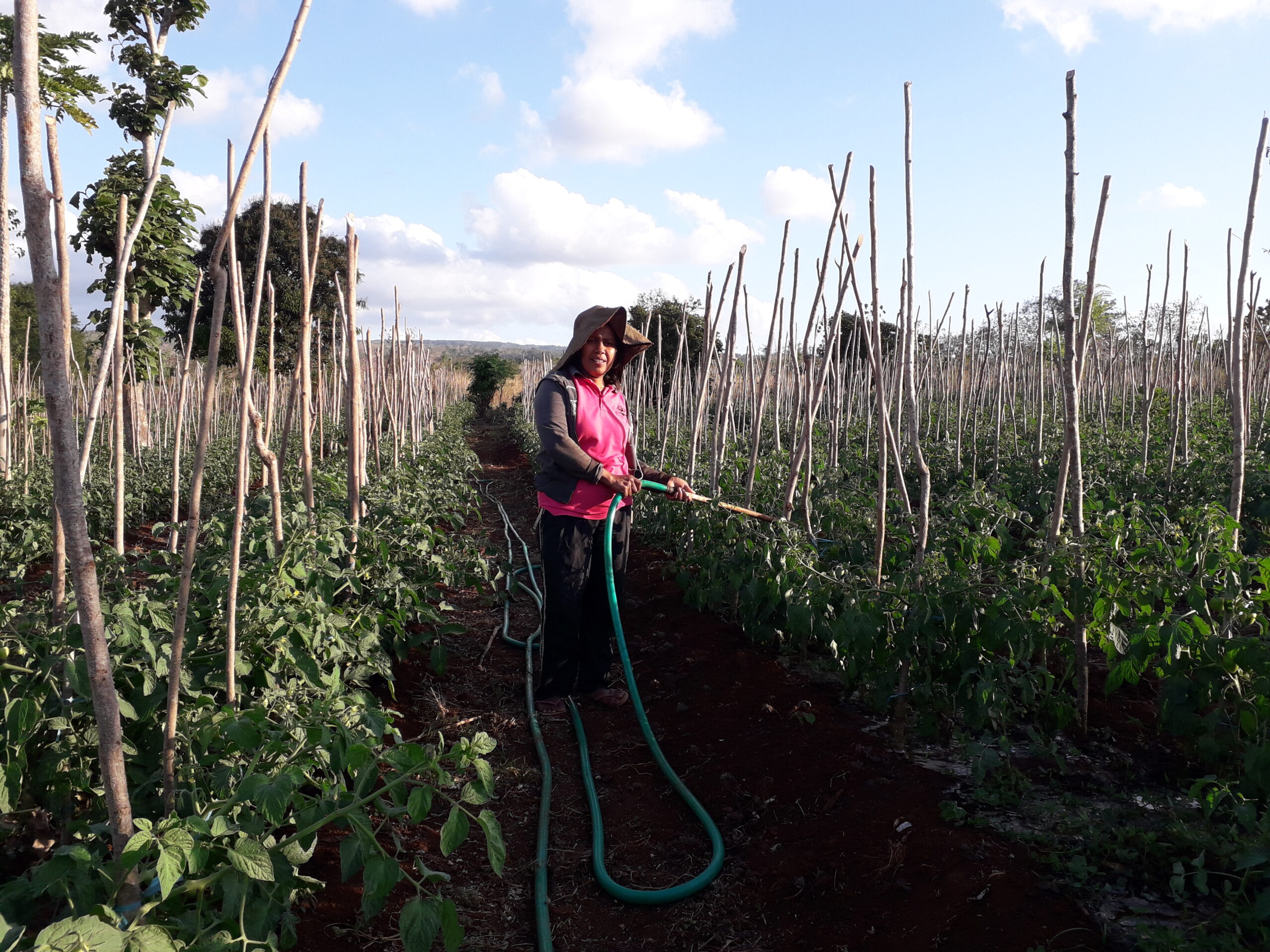 Indonesien Agroforstwirtschaft Mamar