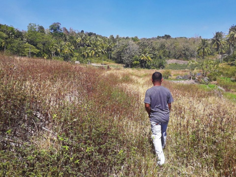 Indonesien Agroforstwirtschaft Mamar