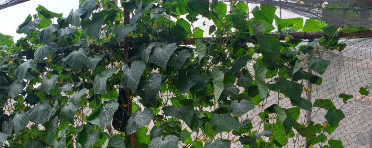 Kambodscha Ernährungssicherheit