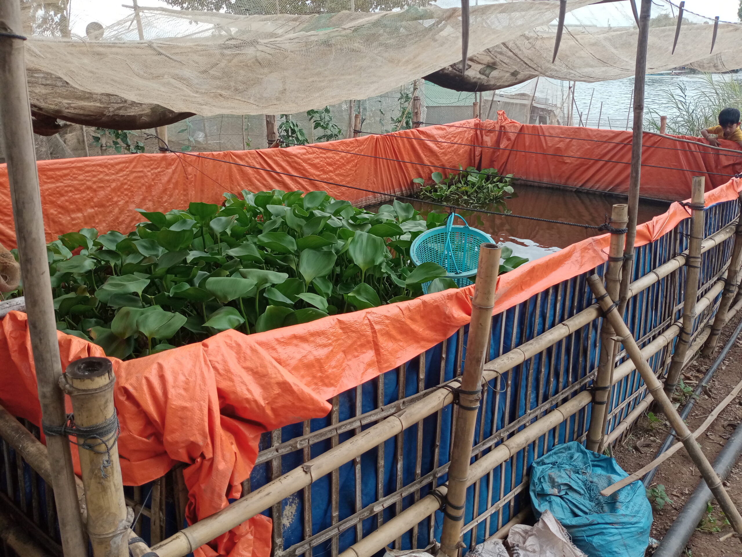 Kambodscha Ernährungssicherheit