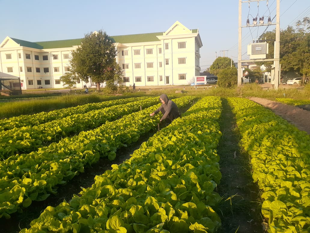 Pandemie Auswirkungen