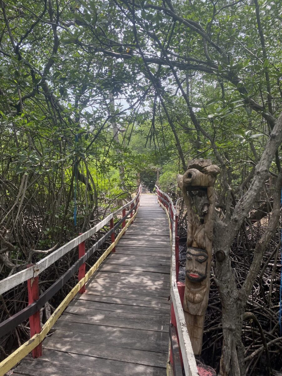 Timor Leste, Mangroven, Klimaschutz