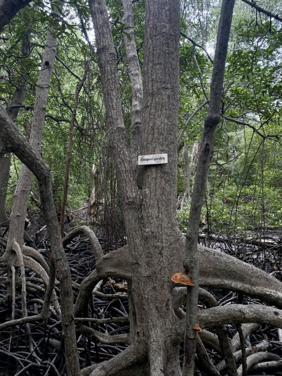 Timor Leste, Mangroven, Klimaschutz