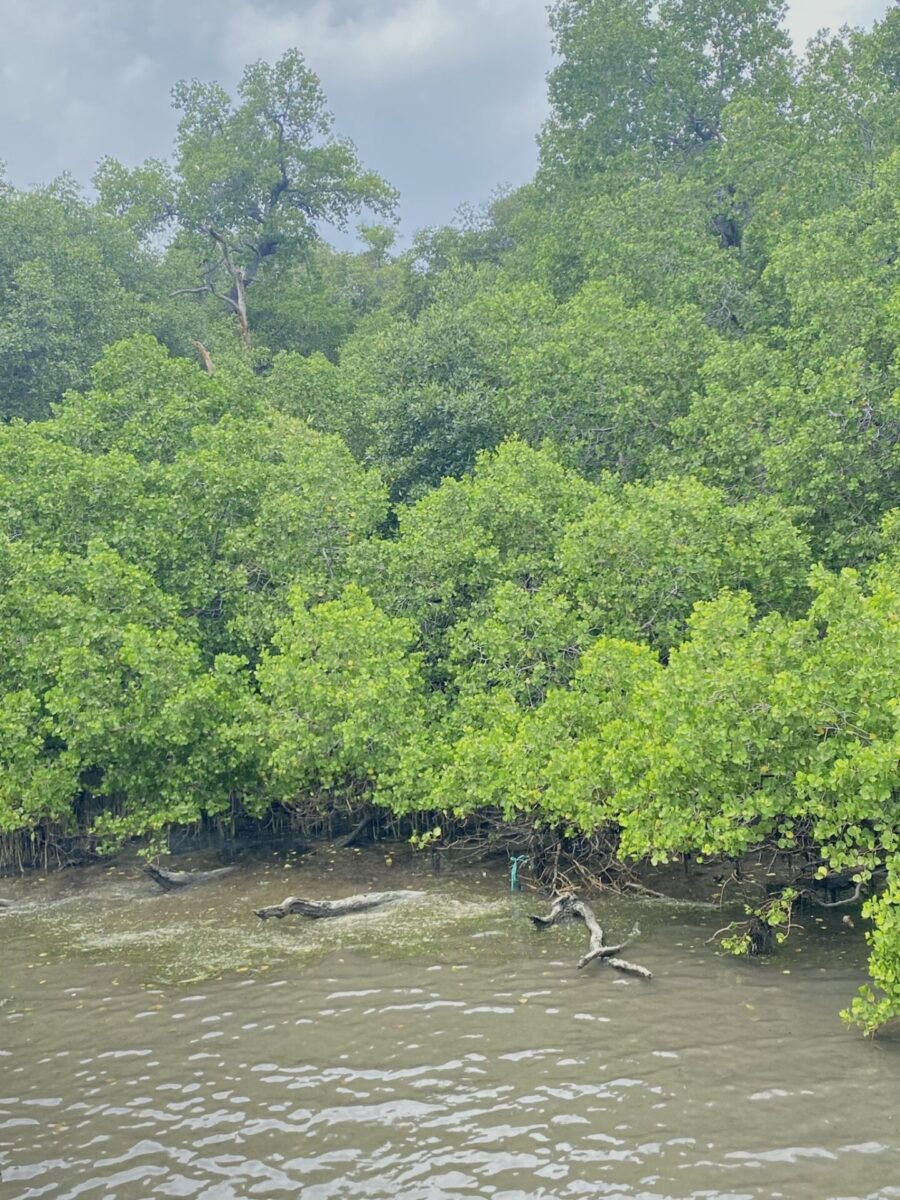 Timor Leste, Mangroven, Klimaschutz