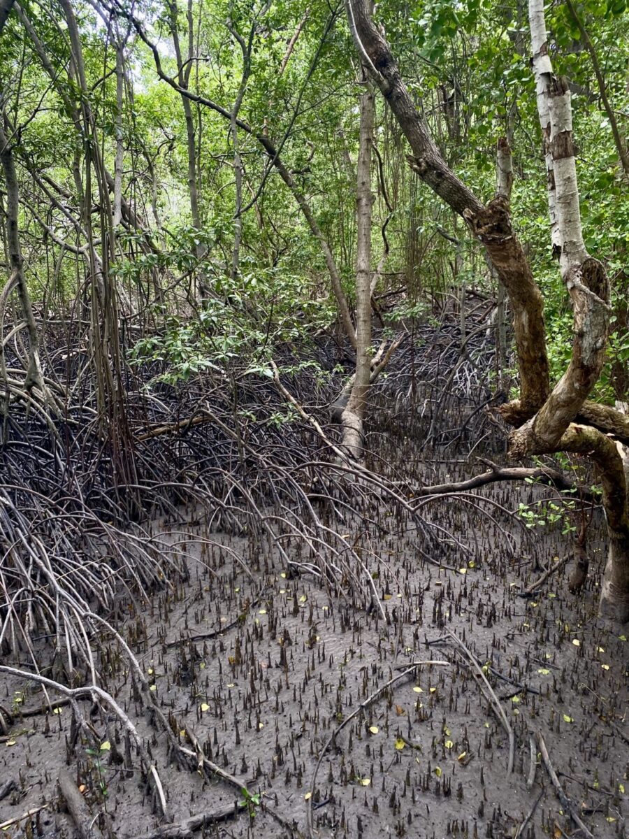 Timor Leste, Mangroven, Klimaschutz