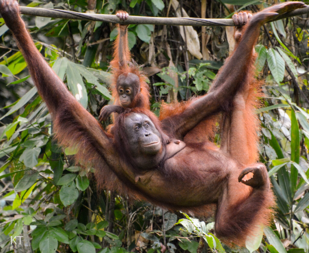 Südostasien, Indigene, Rechte